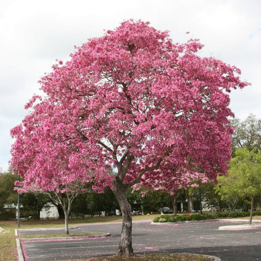 Pink Tabebuia - 50+ Tree Seeds