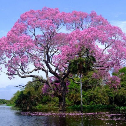 Pink Tabebuia - 50+ Tree Seeds