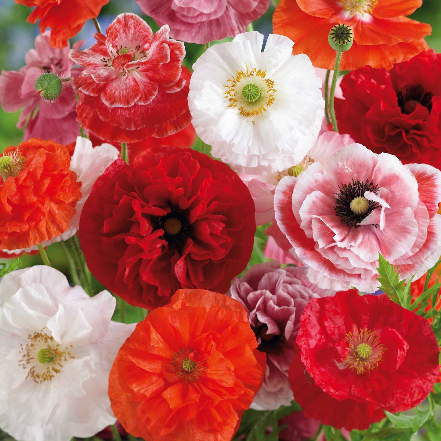 Poppy Shirley (Double Mix) – 250+ Seeds (WINTER)