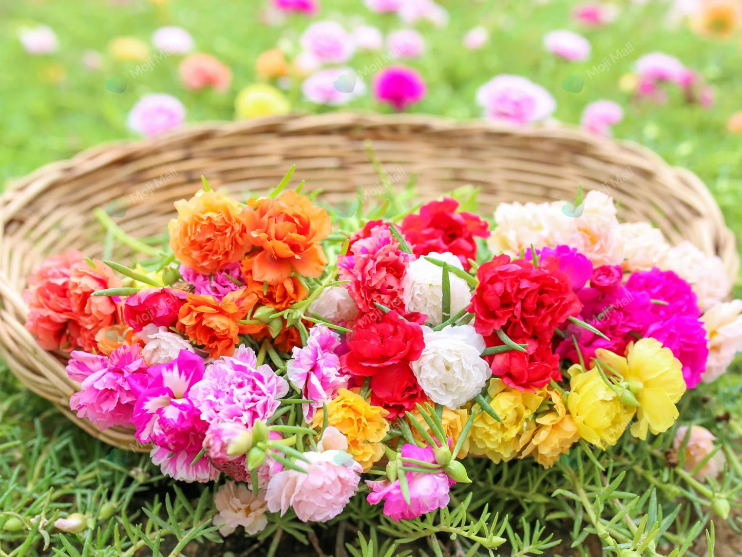 Portulaca (Double Mixed) – 200+ Seeds