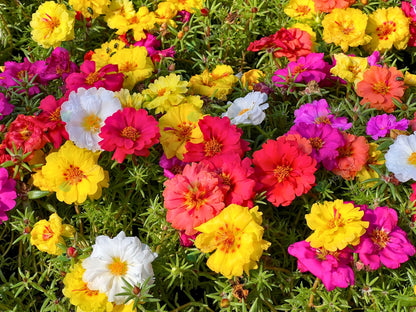 Portulaca (Double Mixed) – 200+ Seeds
