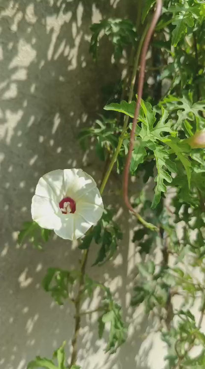 Alamo Vine – 10 Seeds