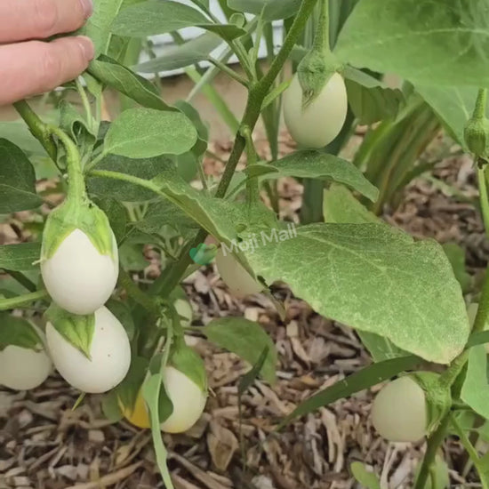 White aubergine plant with smooth pale fruits growing in a vegetable garden in Pakistan by Moji Mall.
