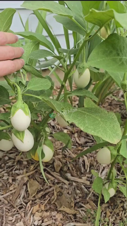White aubergine plant with smooth pale fruits growing in a vegetable garden in Pakistan by Moji Mall.