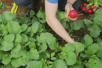 Radish (Red Round) – 40+ Seeds
