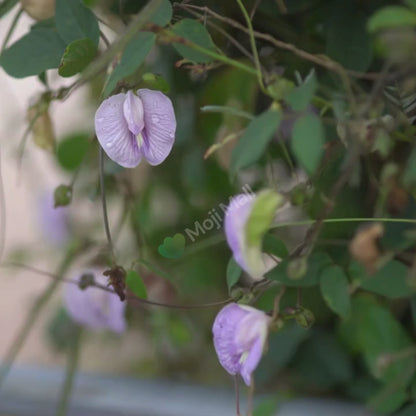 Butterfly Pea (Purple) Creeper – 10 Seeds