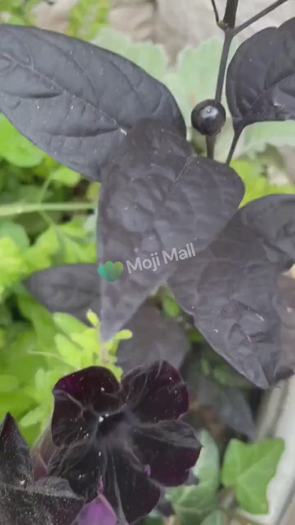 Petunia Black – F1 Hybrid 20 Seeds