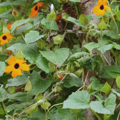 Black Eyed Susan (Thunbergia Alata) - Seeds