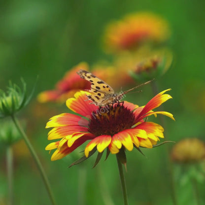 Gaillardia Aristata (Blanket Flower) – Mix – 40+ Seeds