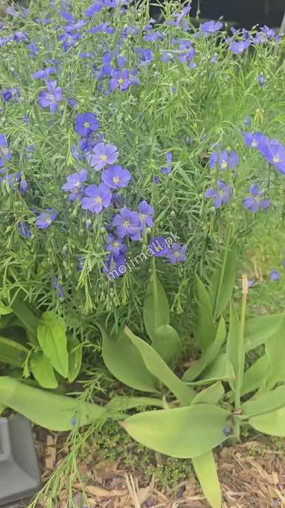Common Flax – 50+ Seeds