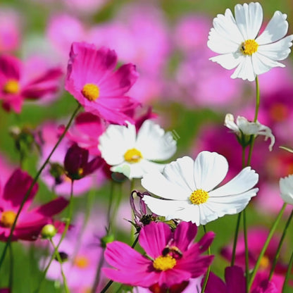 Cosmos Mixed – 30+ Seeds (WINTER)