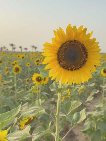 Sunflower (سورج مکھی کے بیج) – Seeds