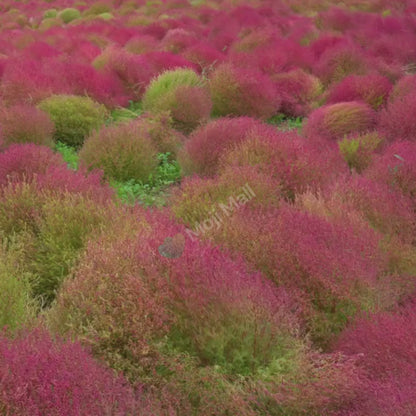 Kochia: Burning Bush 150+ Seeds