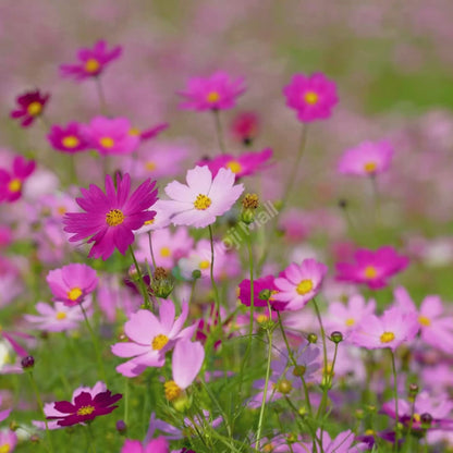 Cosmos Mixed – 30+ Seeds (WINTER)