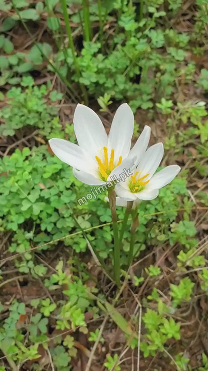 Rain Lily White – Flower Bulbs (SUMMER)