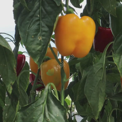 Capsicum Yellow (شملہ مرچ) - F1 Hybrid Seeds