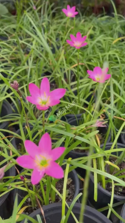 Beautiful pink rain lily bulb grown in  garden, showcasing vibrant petals and delicate color.