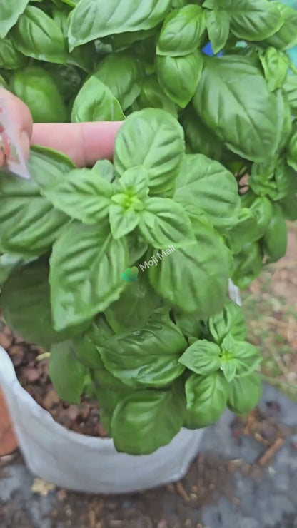 Italian Basil – 50+ Seeds
