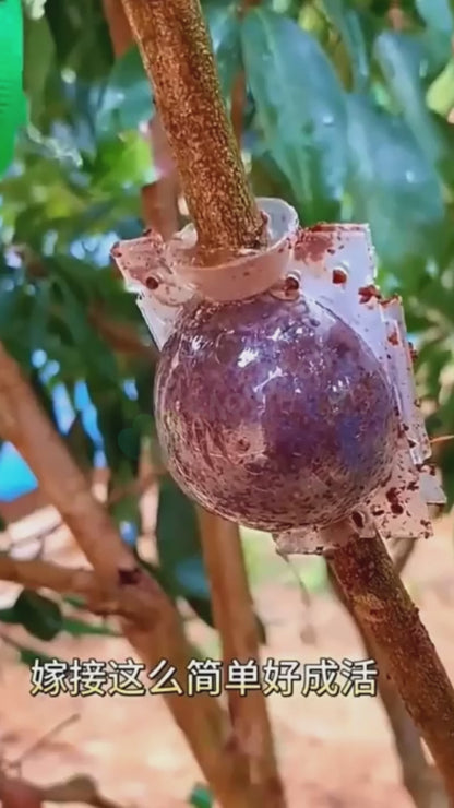 Air Layering Cups