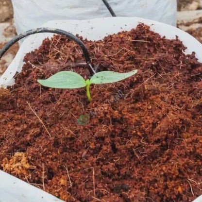 Coco Peat (Ready to Use)