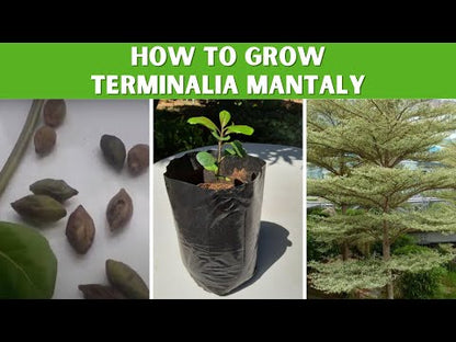 Terminalia – 10+ Tree Seeds