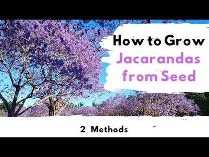 Jacaranda – 50+ Tree Seeds