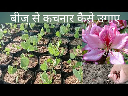 Kachnar White (سفید کچنار) – 20+ Tree Seeds