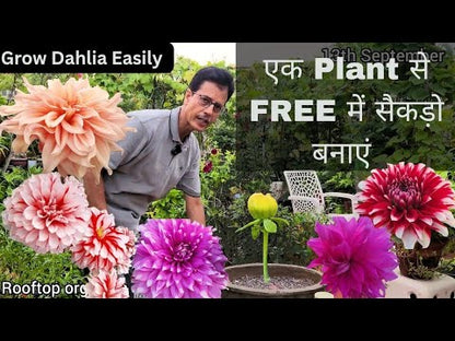 Dahlia (Indian) Mix – Flower Bulbs