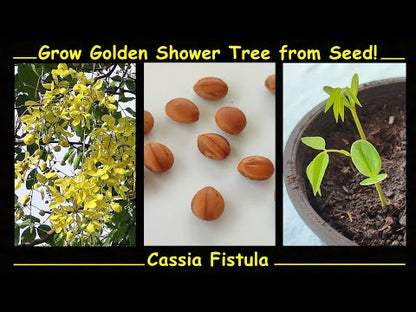 Amaltas (املتاس) – 30+ Tree Seeds