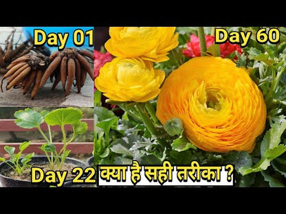 Ranunculus Mix Colors – Flower Bulbs