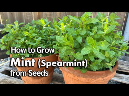 Mint (Spearmint) – Approx. 80–100 Seeds