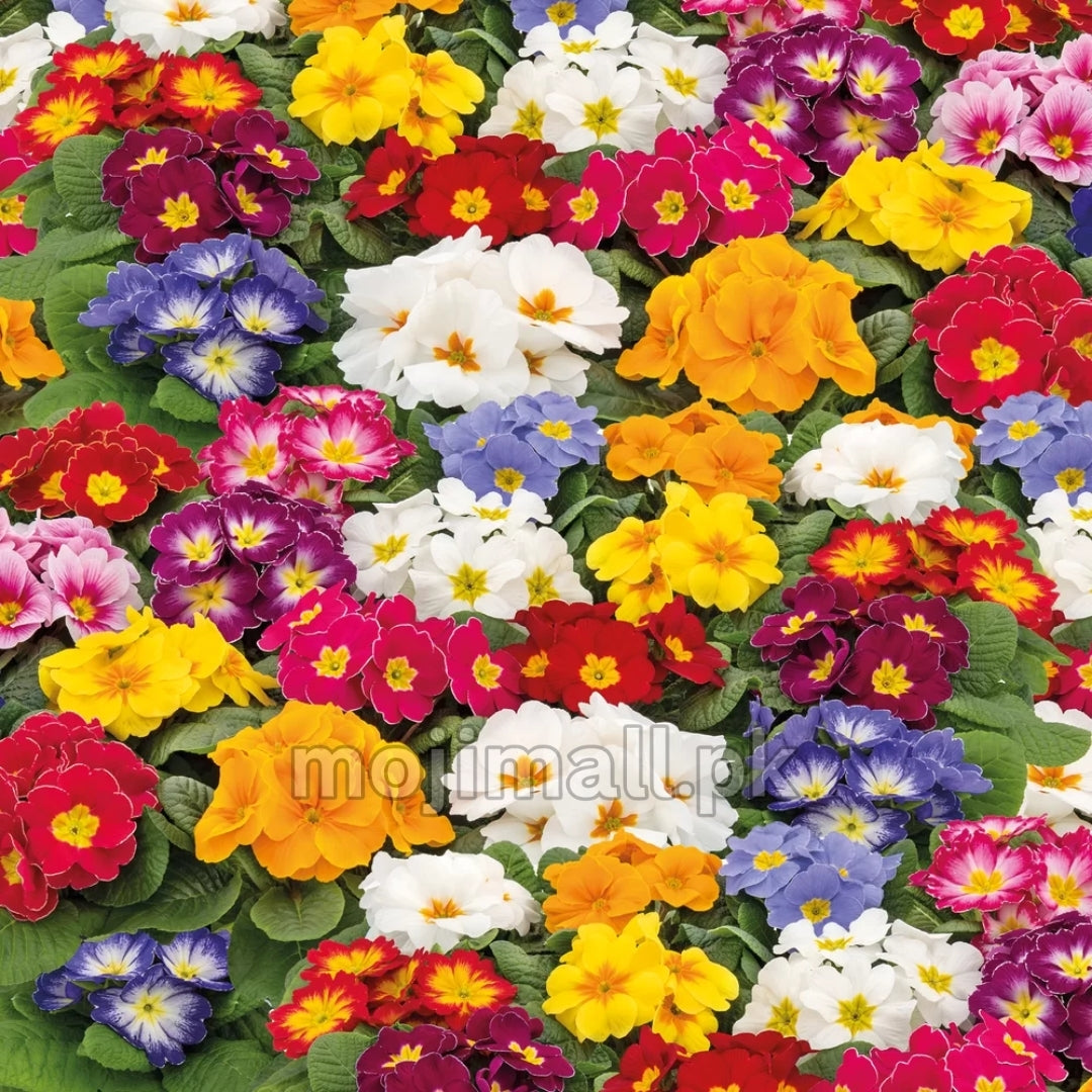 Primula Mix – 10 Seeds