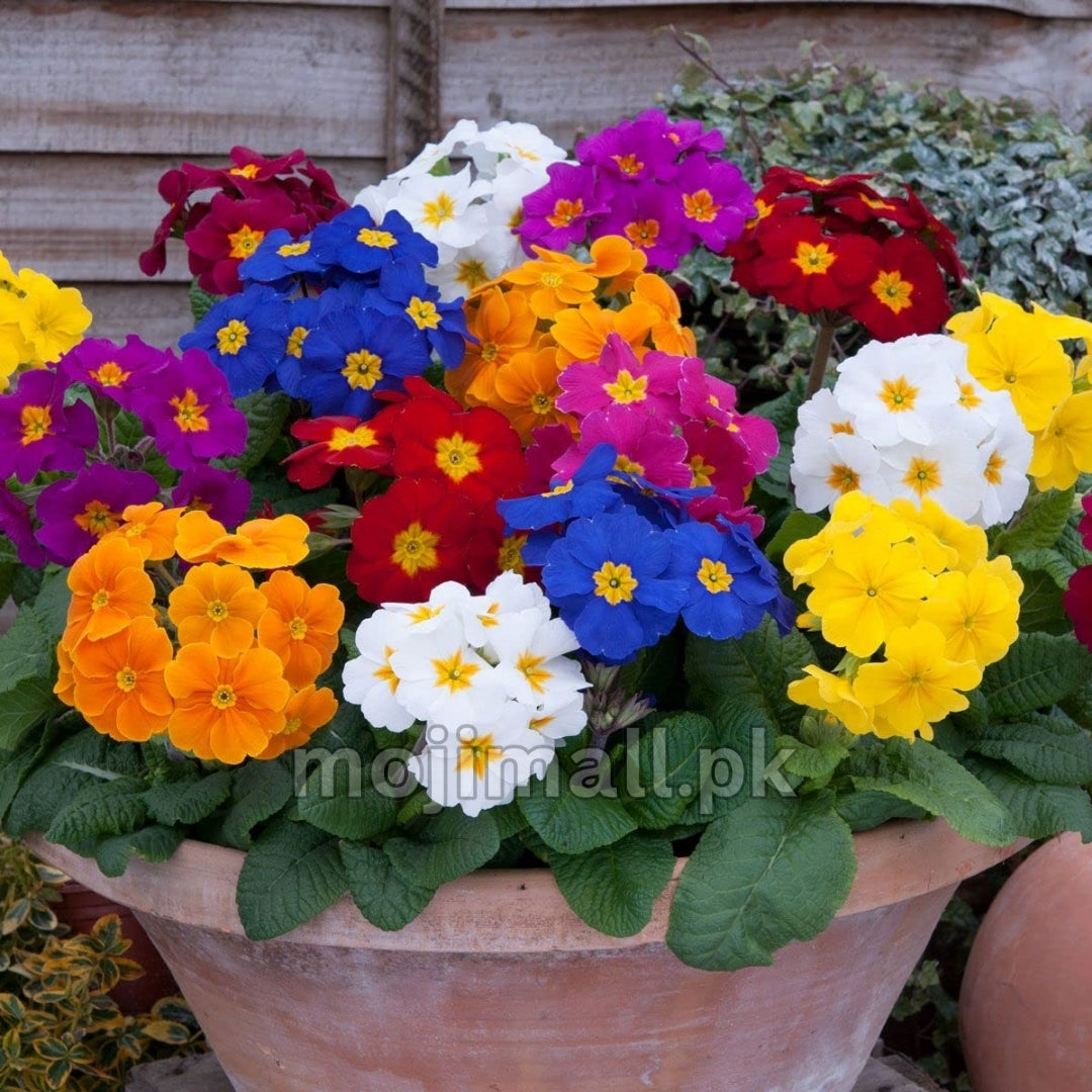 Primula Mix blooming with colourful pink, purple, red, yellow, and white flowers from flower seeds in Pakistan by Moji Mall.