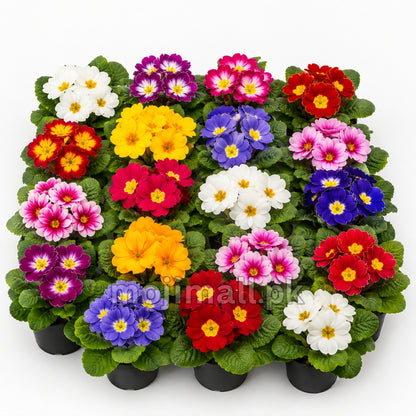Primula Mix – 10 Seeds
