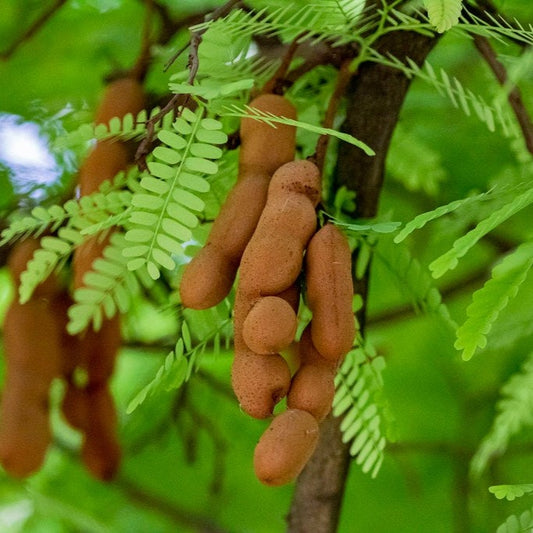 Tamarind (املی) – 15+ Tree Seeds