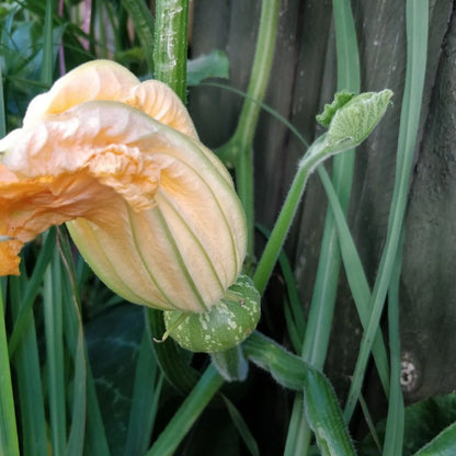 Pumpkin (حلوہ کدو) 20+ Seeds