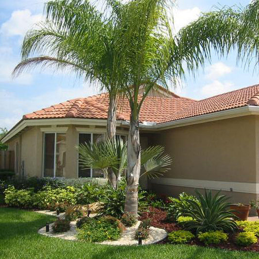 Queen palm (10 Seeds)
