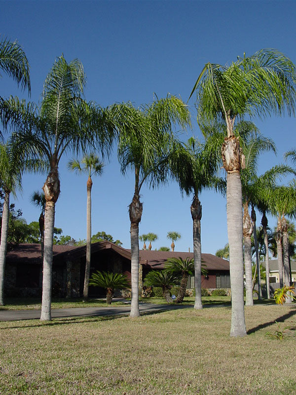 Queen palm (10 Seeds)