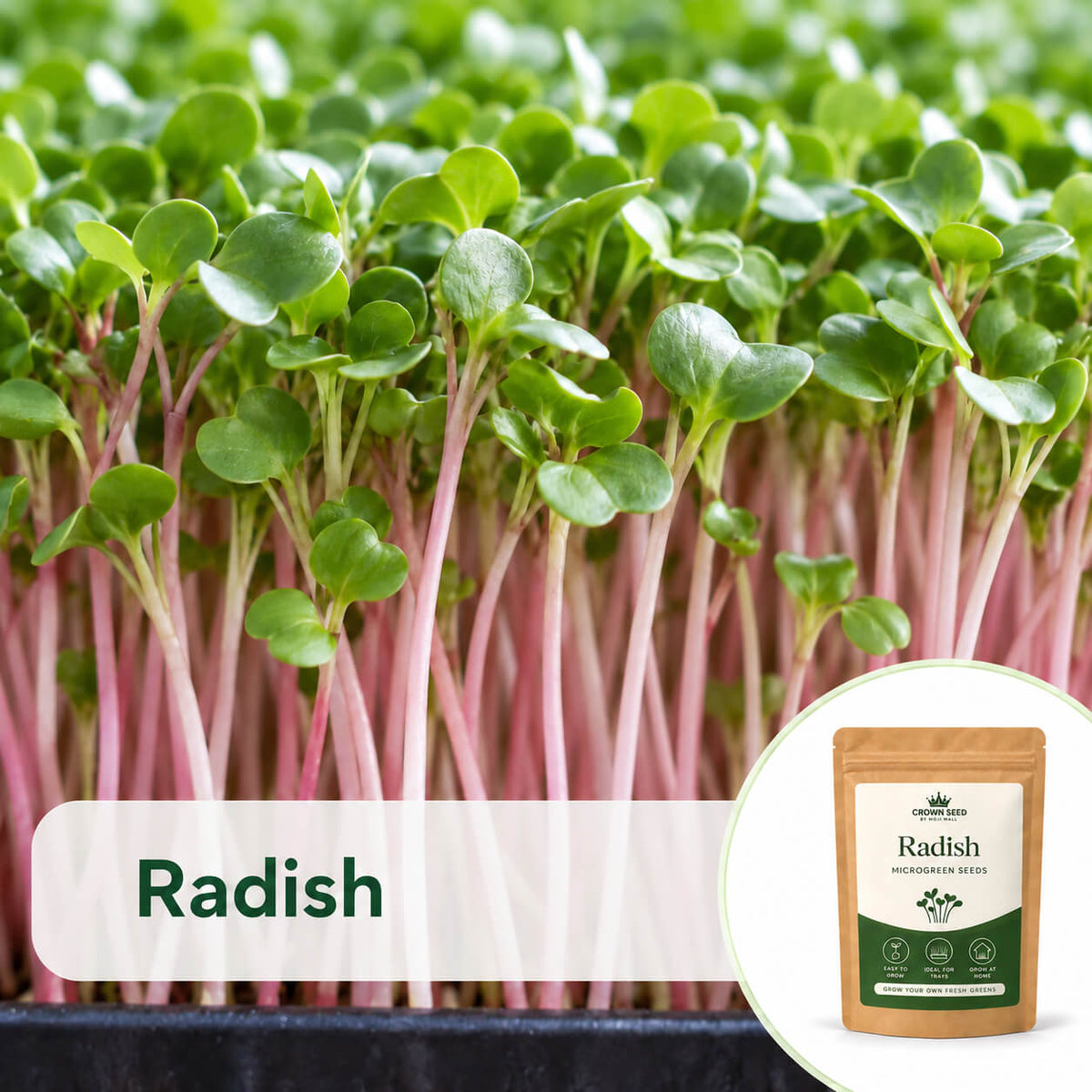 Radish: Microgreens Seeds