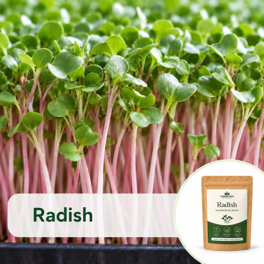 Radish: Microgreens Seeds