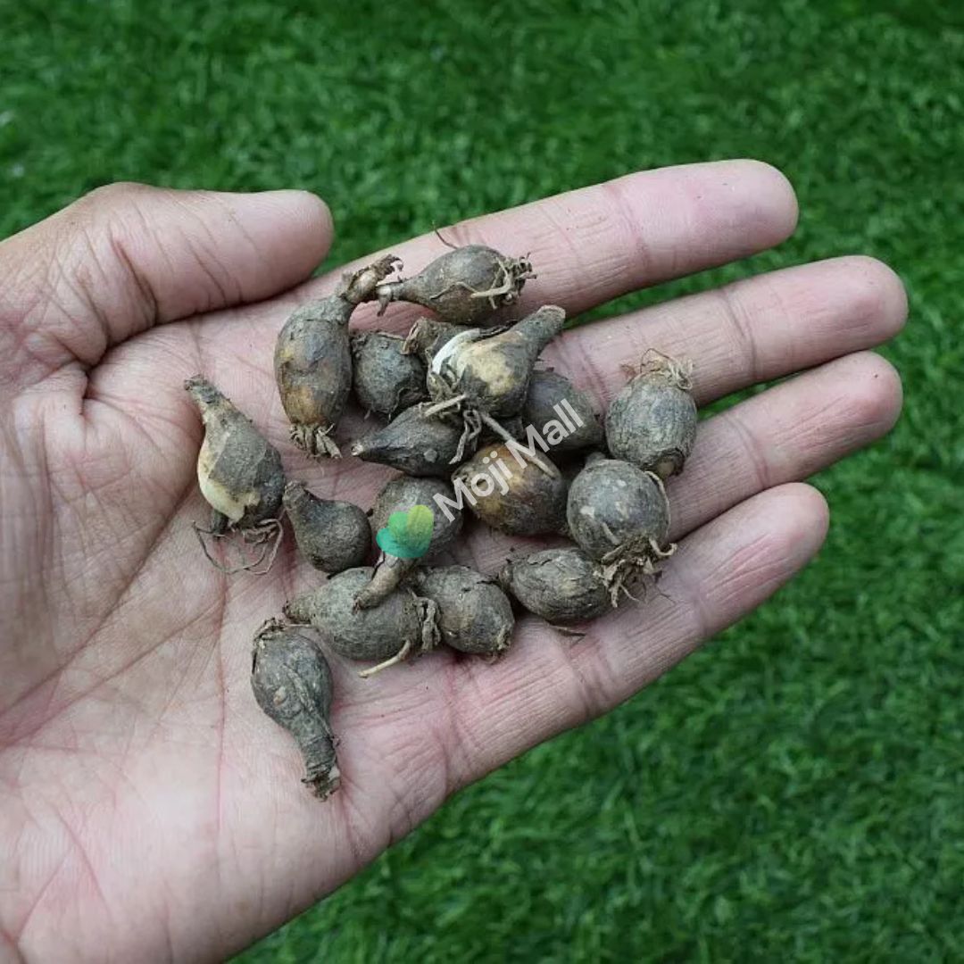 healthy rain lily bulbs ready for planting, showing its round shape in had