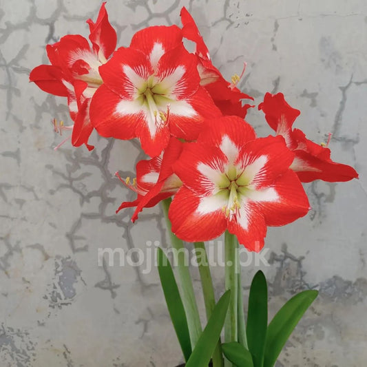 Amaryllis (گلِ عروسہ ) Flower Bulbs