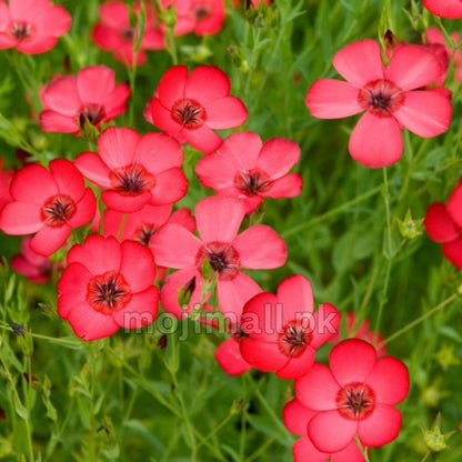 Red Flax – Seeds