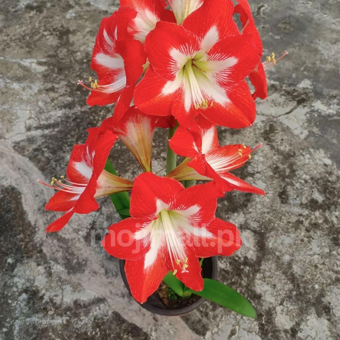 Amaryllis (گلِ عروسہ ) Flower Bulbs