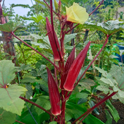 Lady Finger (Red) – F1 Hybrid 20+ Seeds