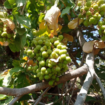 Soapnut - (Reetha, ریٹھا) - Tree Seeds