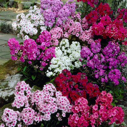 Phlox Paniculata Mixed - 150+ Seeds (WINTER)