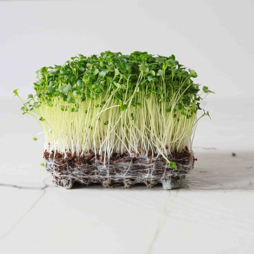Broccoli: Microgreens Seeds