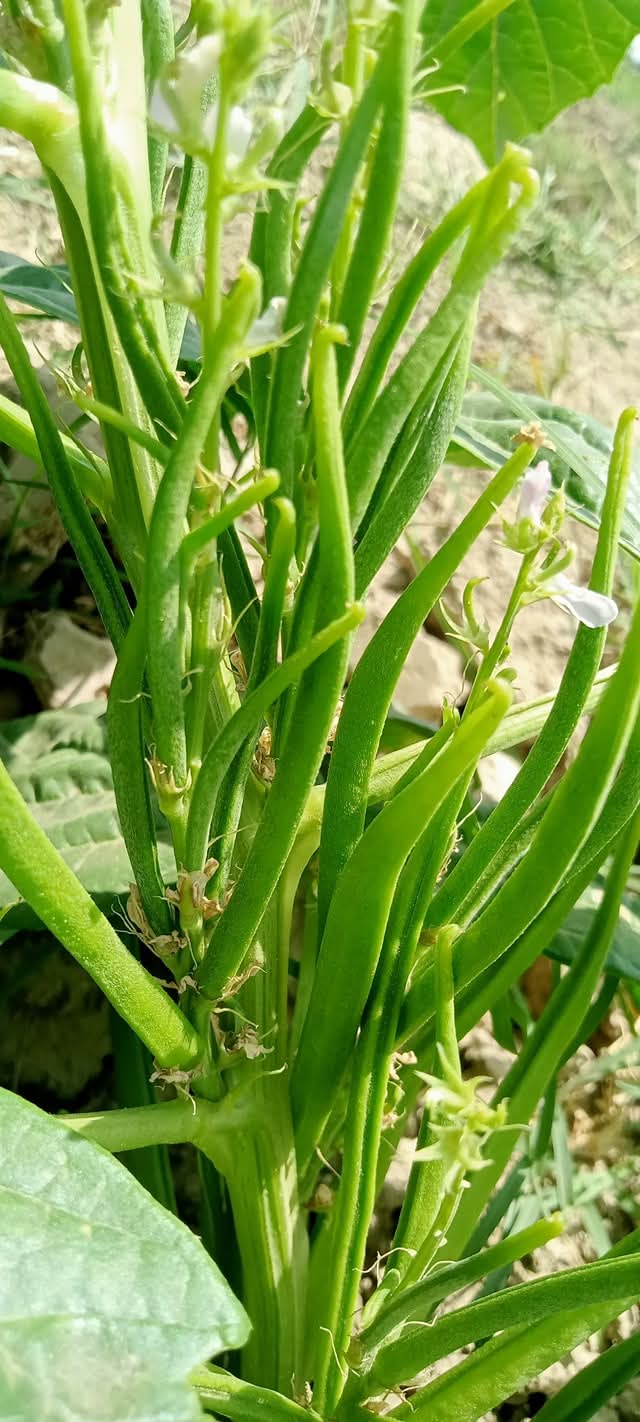 Guar Beans F1 Hybrid (گوار پھلی کے بیج) – 50+ Seeds