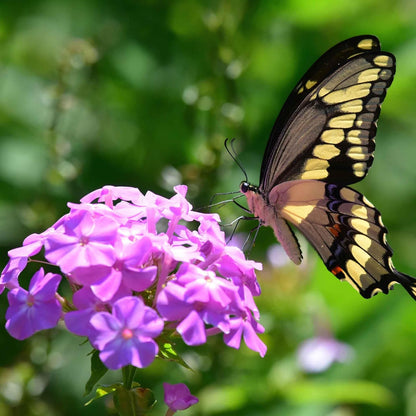 Phlox Paniculata Mixed - 150+ Seeds (WINTER)